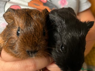 Guinea Pig rodents - Advert 19