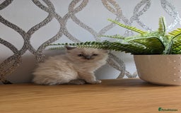 Ragdoll cats for sale: Beautiful rare blue and chocolate lynx Ragdolls  - Image 14