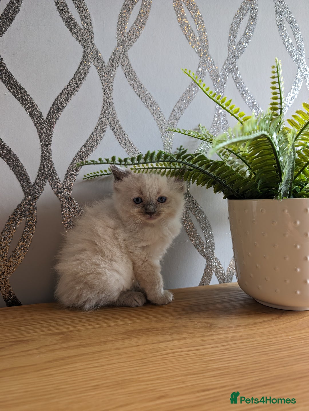 Ragdoll cats for sale: Beautiful rare blue and chocolate lynx Ragdolls  - Image 14