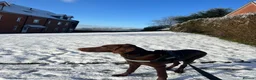 Mixed Breed dogs for sale: 12 month old vizslaxdobermann - Advert 3