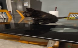 British Shorthair cats for sale: Mother and kitten for sale  - Image 3