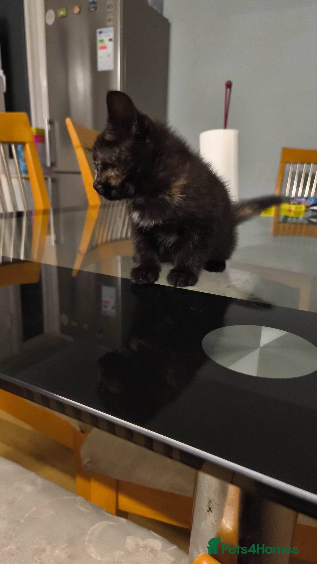 British Shorthair cats for sale: Mother and kitten for sale  - Image 3