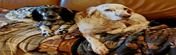 English Setter dogs for adoption: Lucas - Advert 12