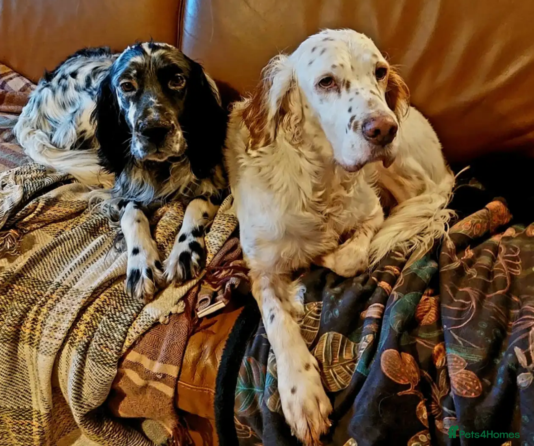 English Setter dogs for adoption: Lucas - Advert 12