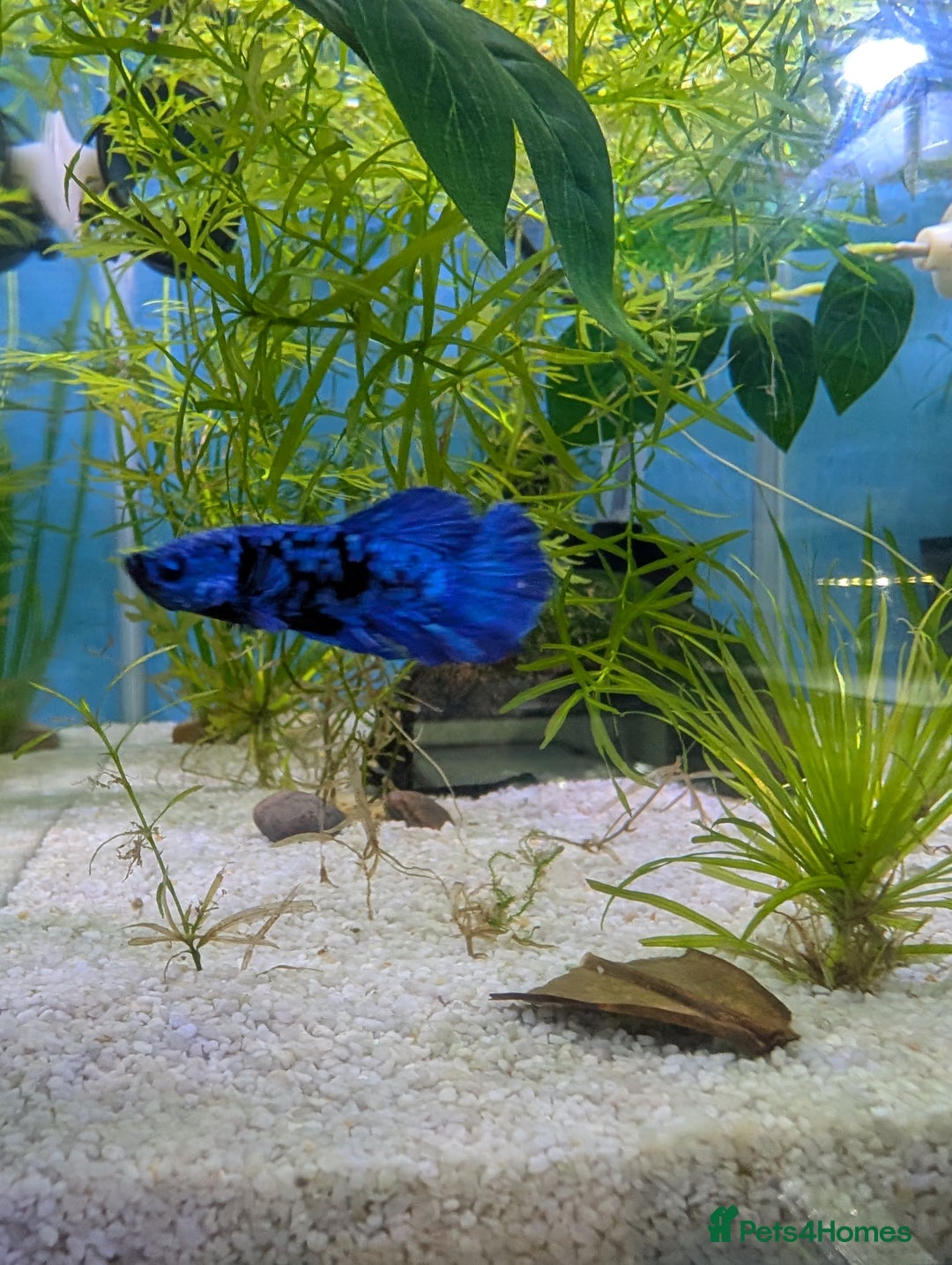Bettas fish for sale: Avatar male betta - Advert 4