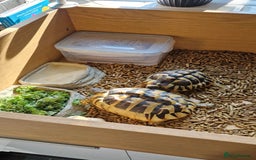 Tortoise reptiles for sale: 2x Hermann tortoise. Male & Female - Image 2