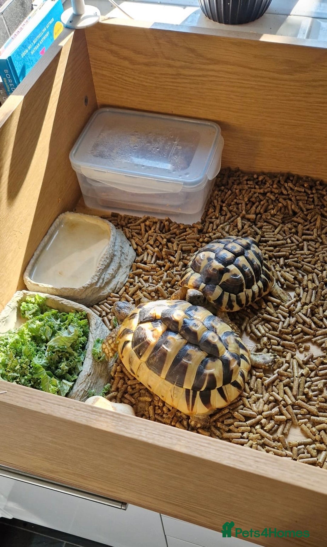 Tortoise reptiles for sale: 2x Hermann tortoise. Male & Female - Image 2