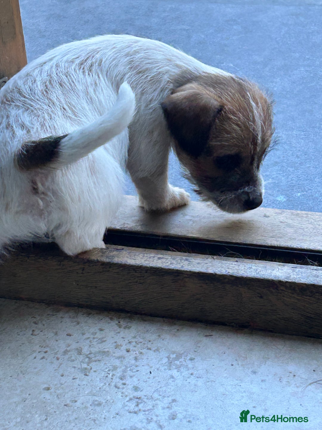 Jack Russell dogs for sale: Pure Jack Russell puppies ready now - Image 8