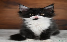 Maine Coon cats for sale: ✨Meet Cherry & Plum✨- TICA Reg - High Smoke-white - Image 15