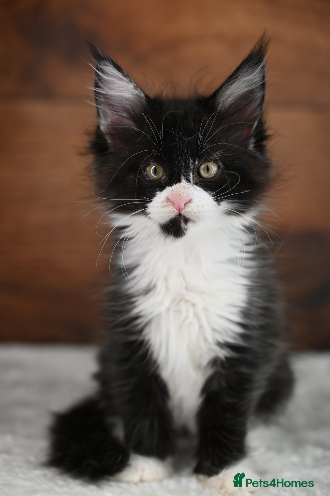 Maine Coon cats for sale: ✨Meet Cherry & Plum✨- TICA Reg - High Smoke-white - Image 15