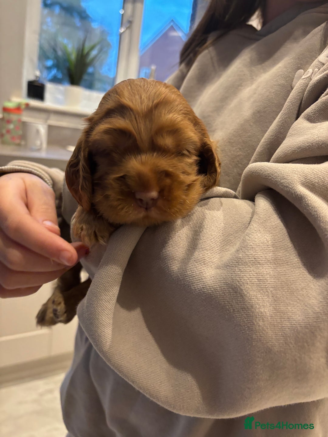 Cocker Spaniel dogs for sale: ✨ Show Cocker Spaniel pups ✨ - Image 9