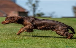 Cocker Spaniel dogs for sale: Working cocker spaniel - Image 8