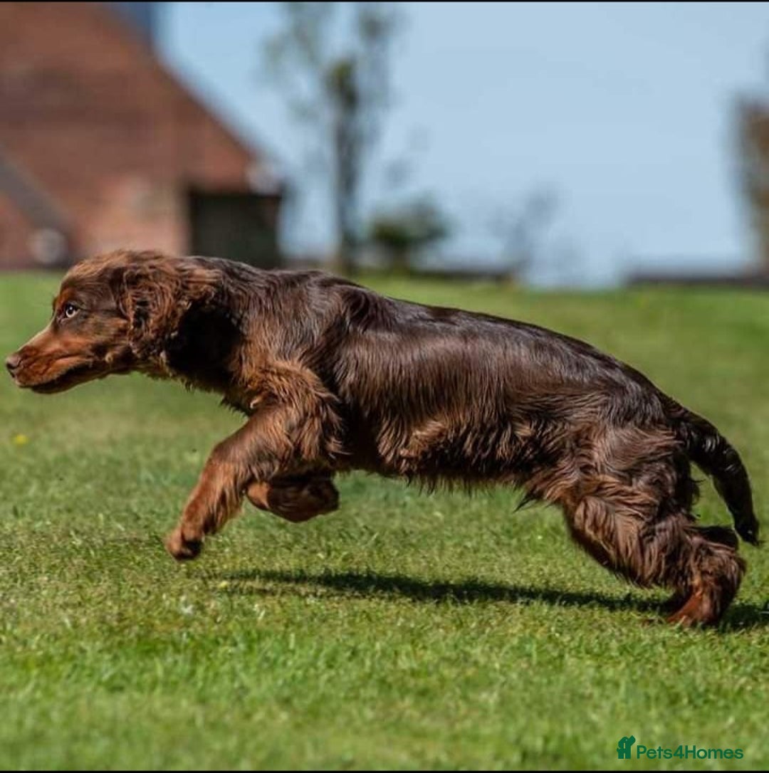 Cocker Spaniel dogs for sale: Working cocker spaniel - Image 8
