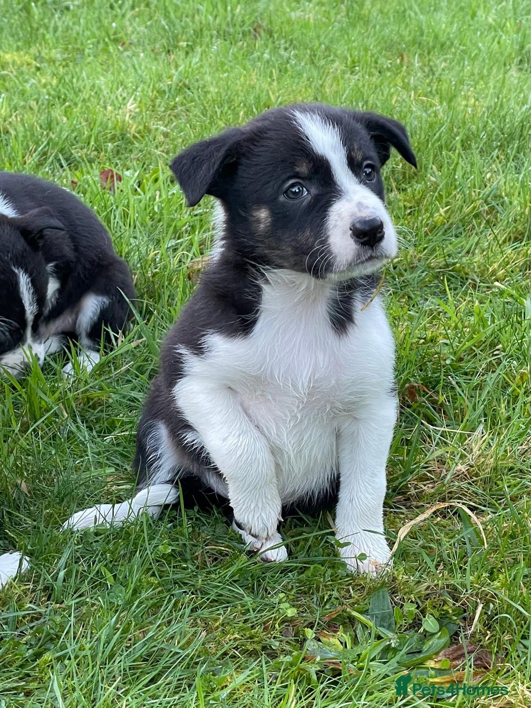 Border Collie dogs for sale: ISDS Border Collie Pups - Advert 7