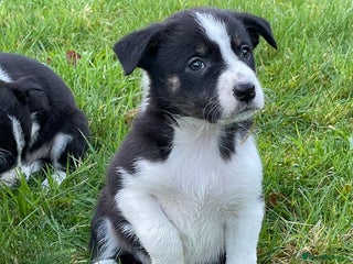 Border Collie dogs ISDS Border Collie Pups - Advert 6