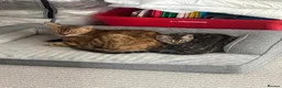 Bengal cats for sale: Incredibly Rare Pedigree Silver Bengal Kitten - Advert 5