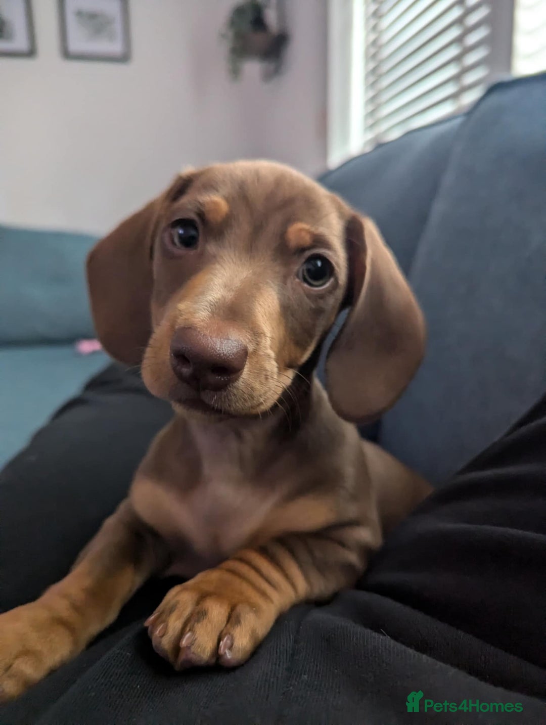 Dachshund dogs for sale: 15 weeks old female  - Image 2