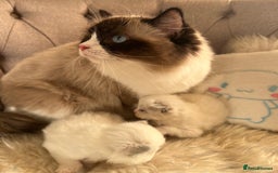 Ragdoll cats for sale: Ragdoll kittens pure breed!!! 😺 - Image 25