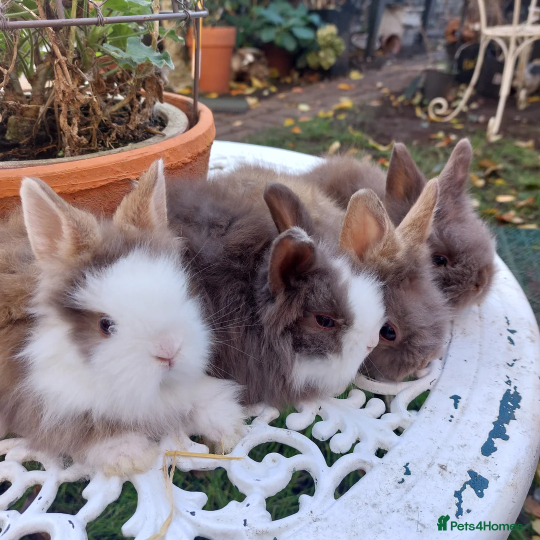 Lionhead rabbits for sale: PURE BRED DOUBLE LION HEAD BABIES  - Advert 1