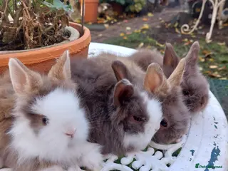 Lionhead rabbits PURE BRED DOUBLE LION HEAD BABIES - Advert 1