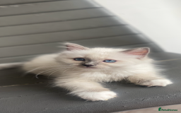 Ragdoll cats for sale: Beautiful doll face Ragdoll kittens  - Image 9