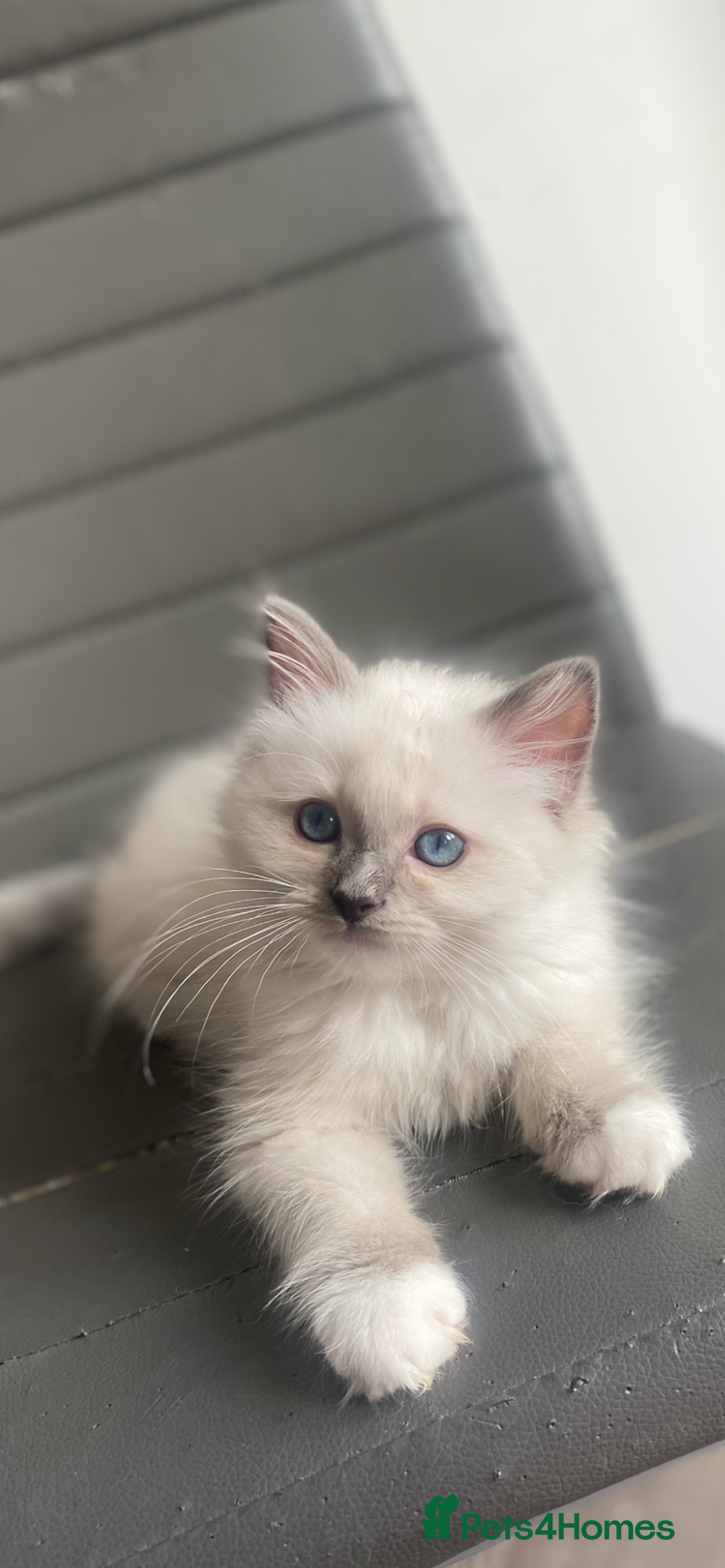 Ragdoll cats for sale: Beautiful doll face Ragdoll kittens  - Image 9