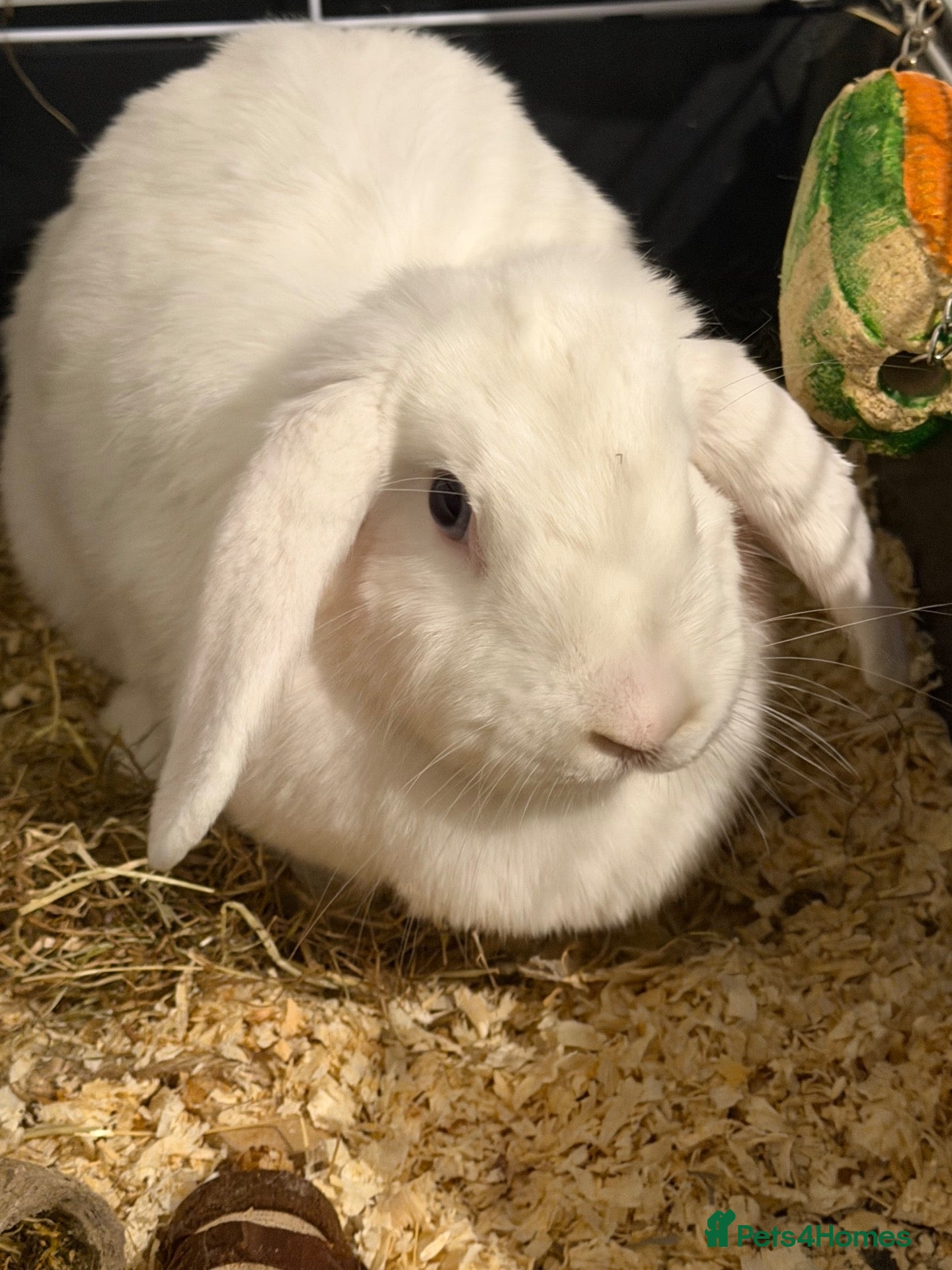 Mixed Breed rabbits Rabbit  - Advert 1