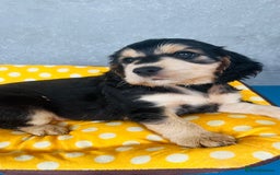 Cocker Spaniel dogs for sale: Kc reg show type cocker spaniel puppies  - Image 9