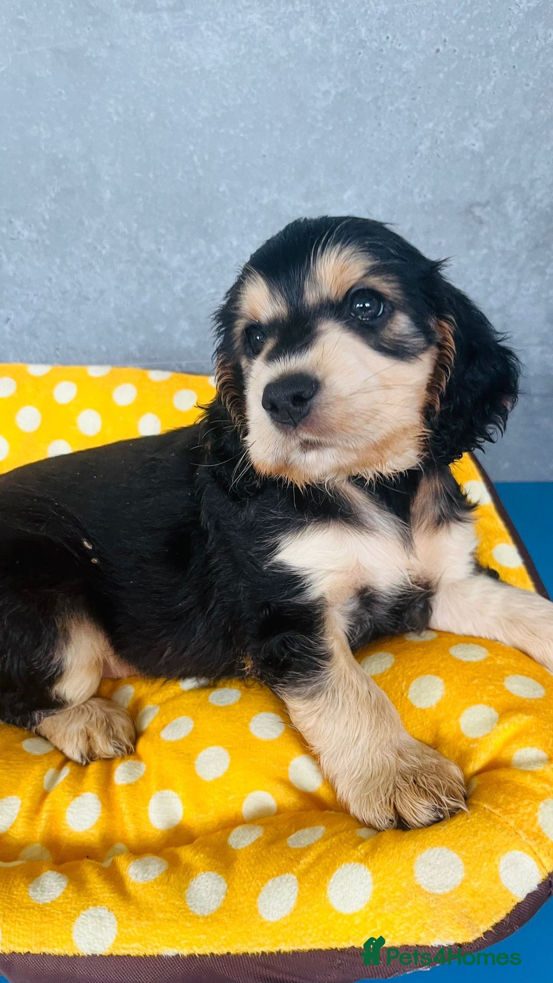 Cocker Spaniel dogs for sale: Kc reg show type cocker spaniel puppies  - Image 9