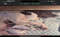 English Springer Spaniel dogs for sale: 7 springer spaniel puppies. Both parents working - Advert 16