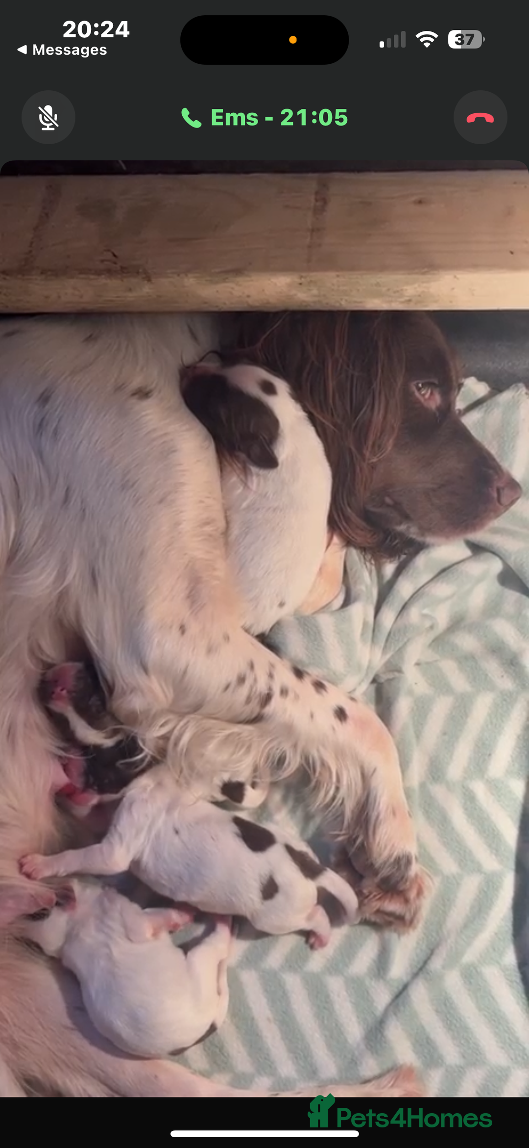 English Springer Spaniel dogs for sale: 7 springer spaniel puppies. Both parents working - Advert 16