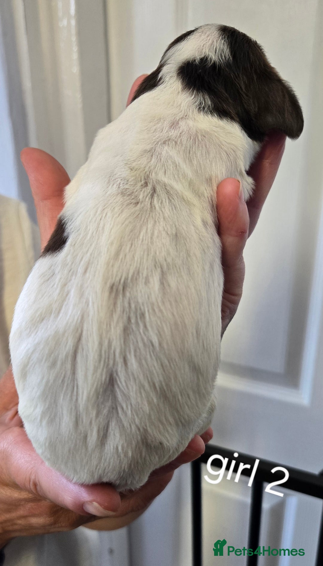 Sprocker dogs for sale: Beautiful sprocker spaniel puppies (5 left) - Image 13