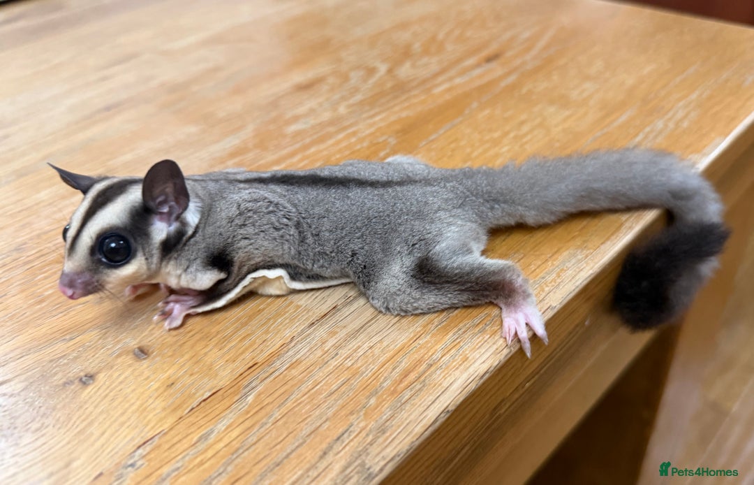 Sugar Glider rodents for sale:  2 Female Sugar Gliders – 5 Months Old (Tame) - Image 27