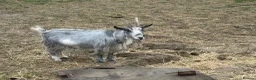 Goats livestock for sale: 4 pigmy nanny’s in kid for sale 1 with kid - Advert 9