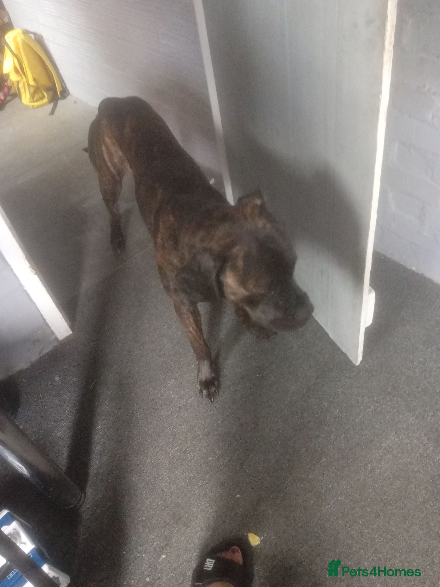 Cane Corso dogs Working dog , cane corso - Advert 3