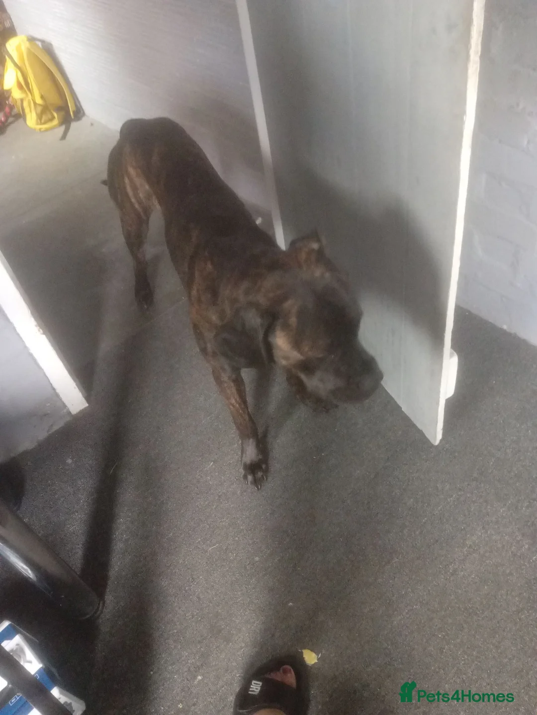 Cane Corso dogs for sale: Working dog , cane corso in Norwich - Advert 1