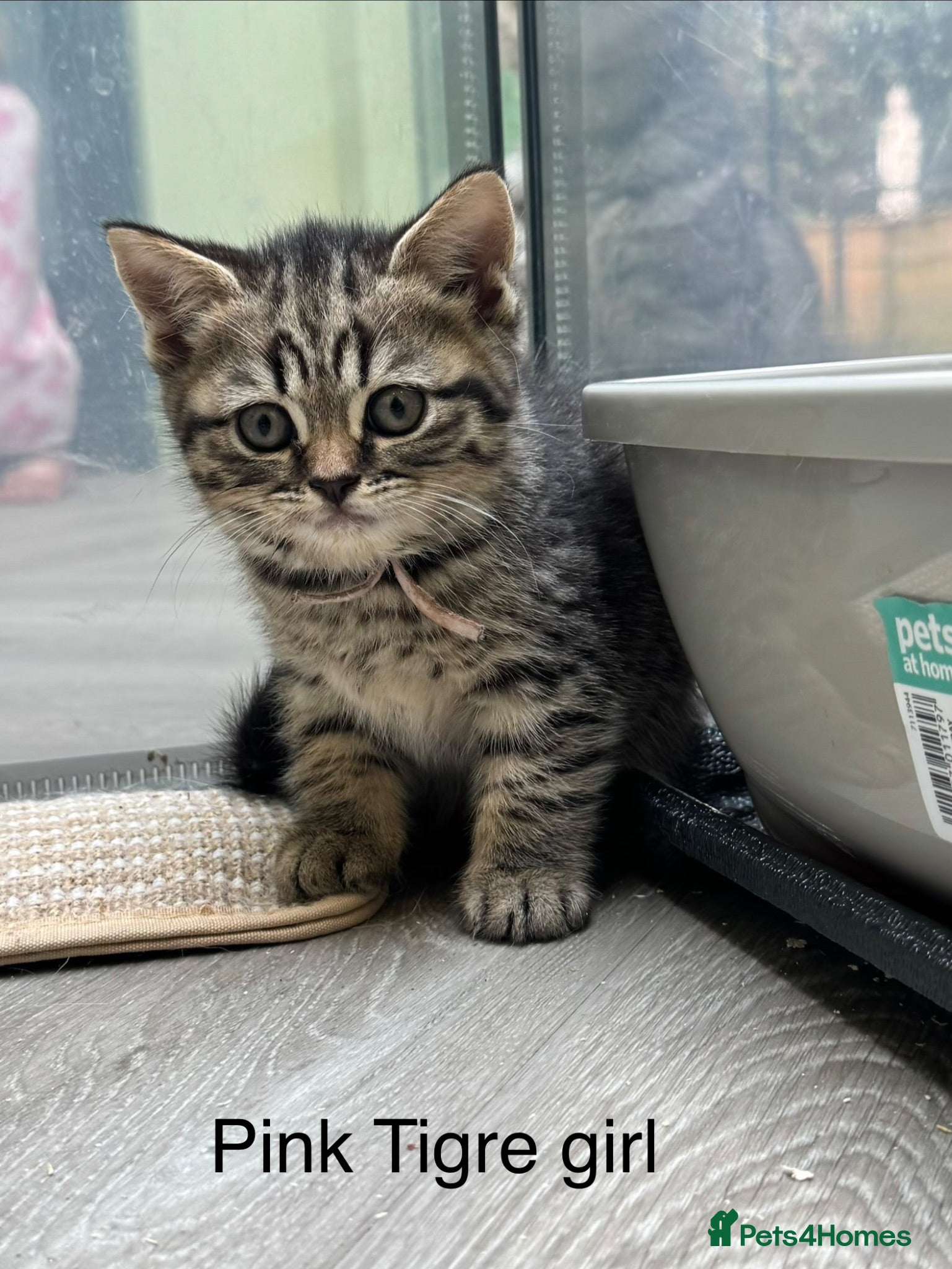 Scottish Fold cats Scottish straight kittens registered  - Advert 2