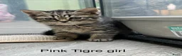 Scottish Fold cats for sale: Scottish straight kittens registered  - Advert 2
