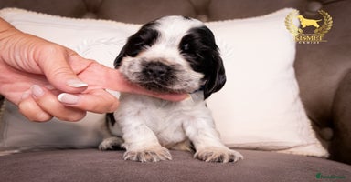 Cocker Spaniel dogs - Advert 2