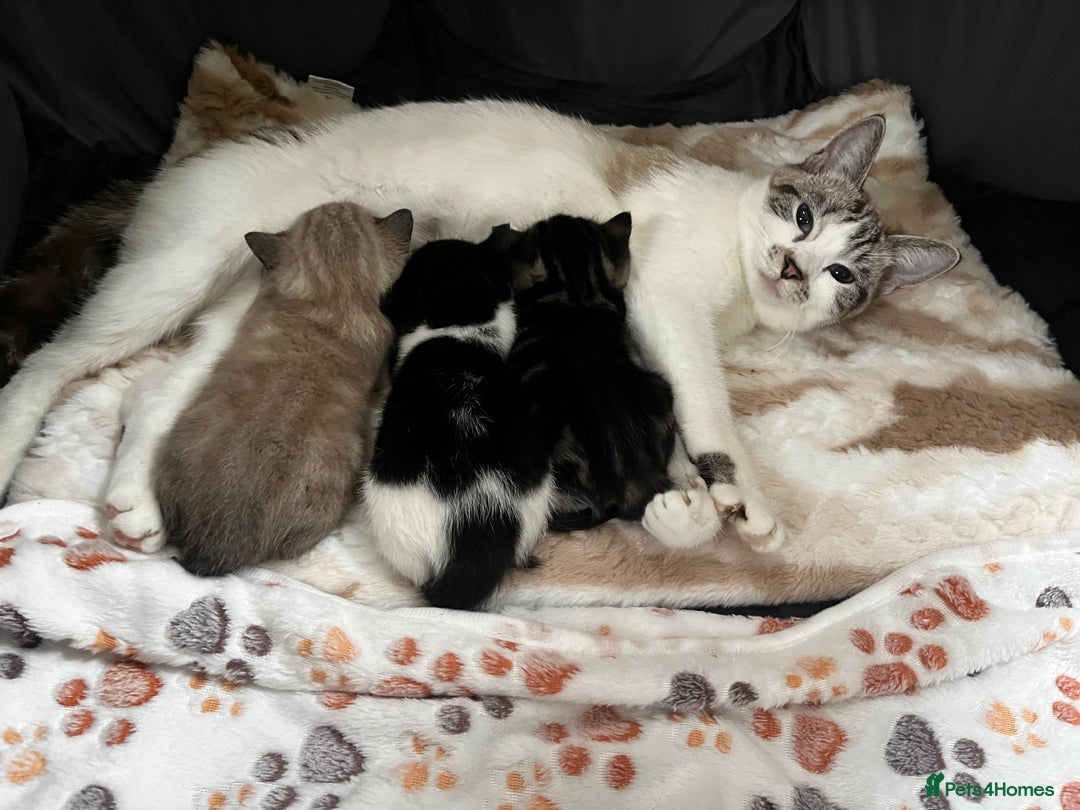 Ragdoll cats for sale: Ragdoll X kittens  - Advert 1