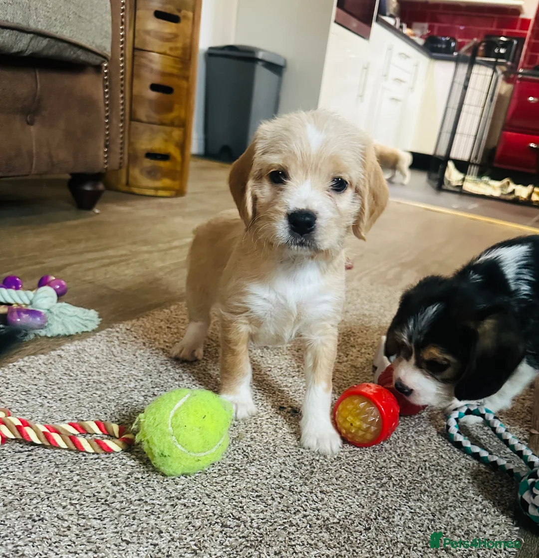 Mixed Breed dogs for sale: 🐾 Absolutely adorable Beagle x Cavapoo 🐾  - Advert 10