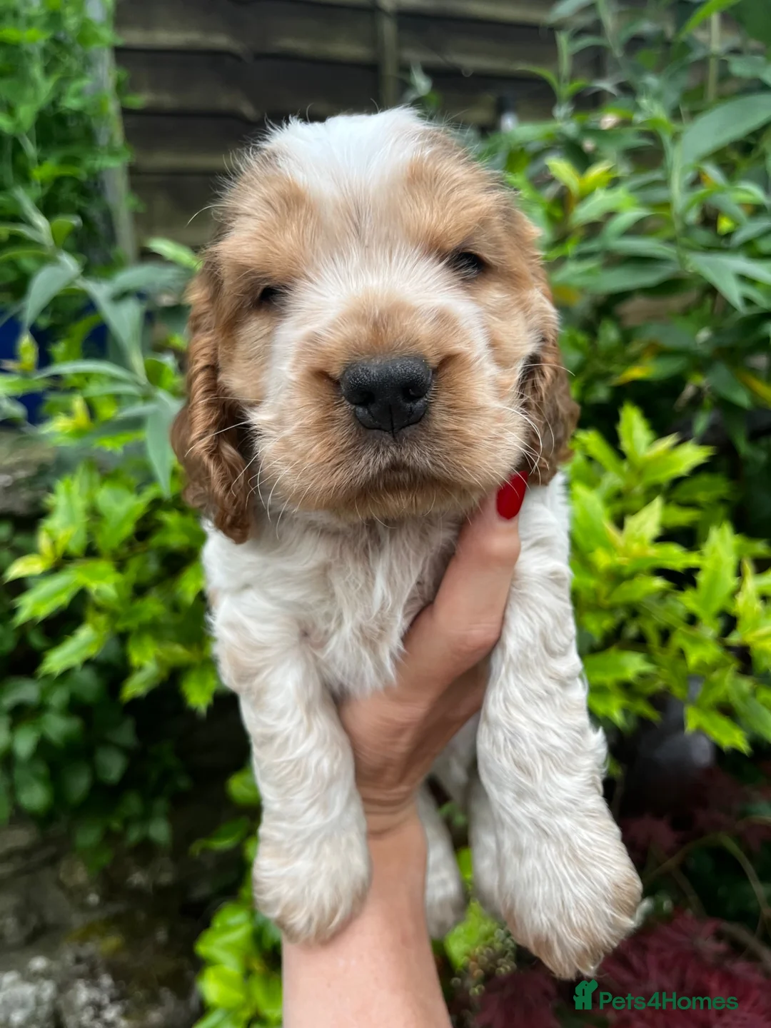 Cocker Spaniel dogs for sale: KC English Cocker Male Puppy - Advert 2