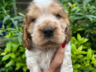 Cocker Spaniel dogs KC English Cocker Male Puppy - Advert 10