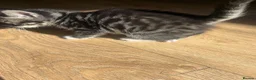 Bengal cats for sale: Bengal Kittens  - Advert 18