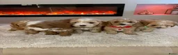Cavapoo dogs for sale: Gorgeous Cavapoo puppies  - Advert 12