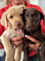 Labrador Retriever dogs - Advert 3