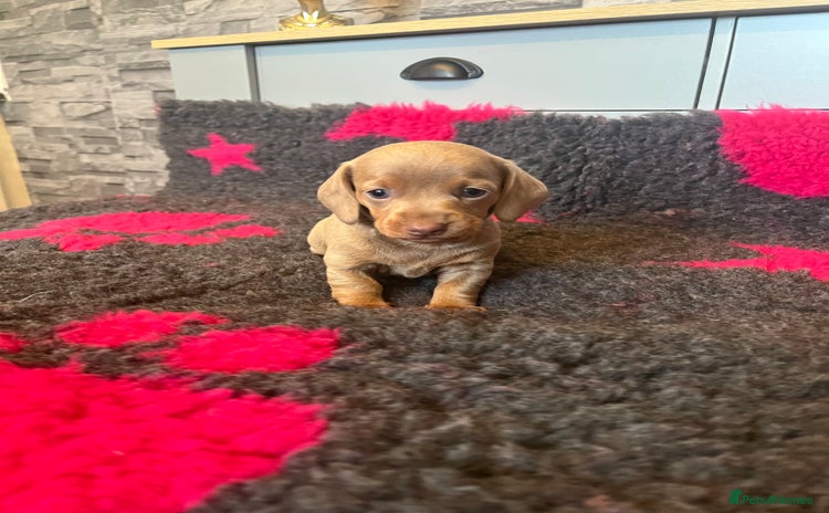 Miniature Dachshund dogs - Advert 8