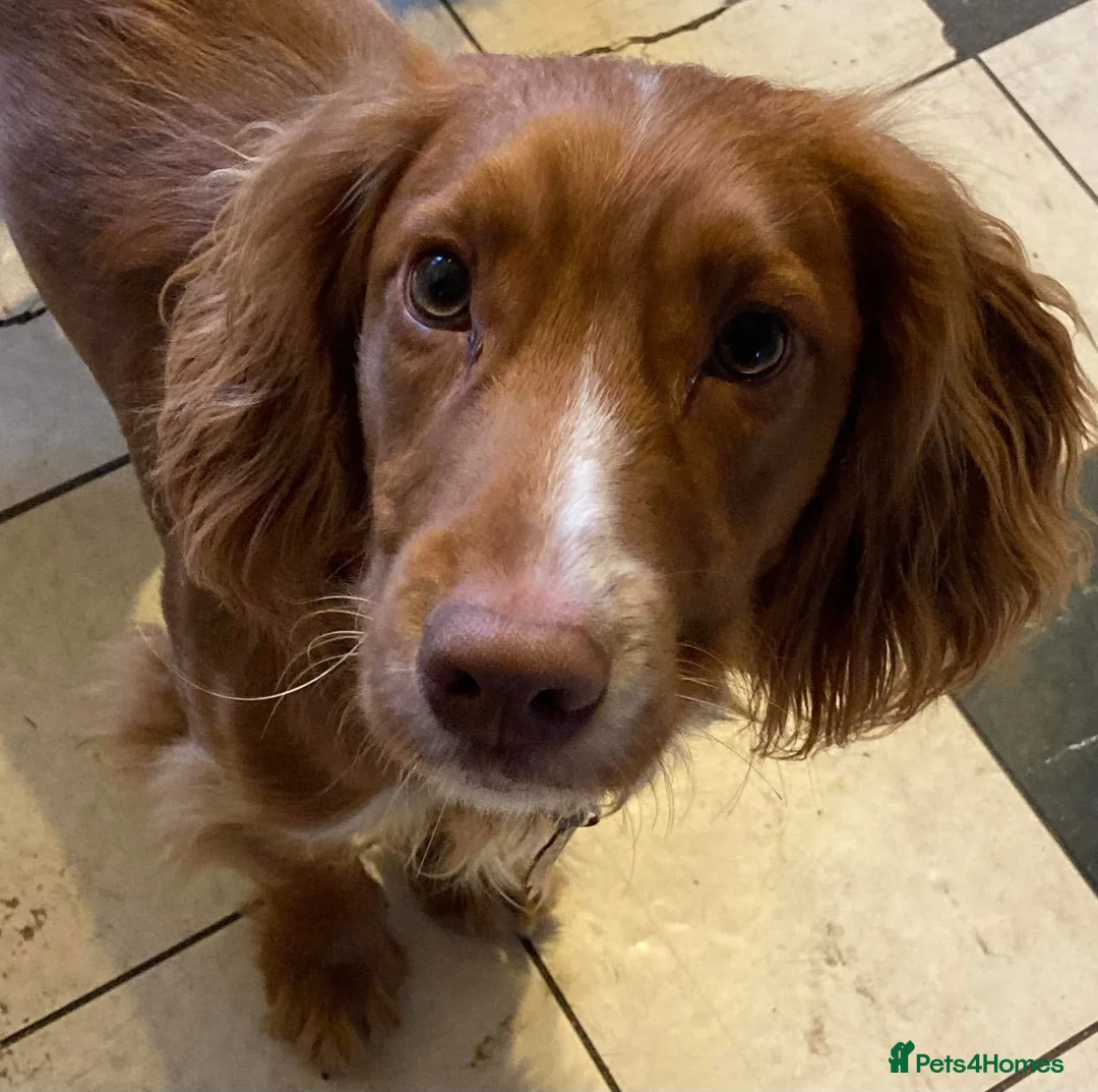 Cocker Spaniel dogs for sale: Cocker spaniel  - Advert 2