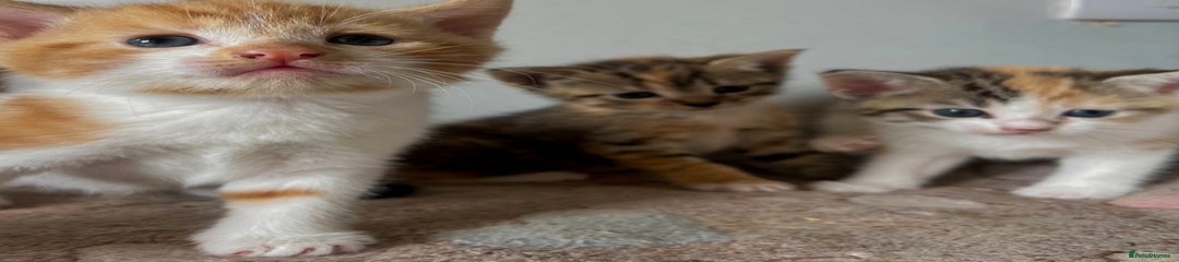 Calico female 