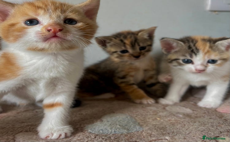 Mixed Breed cats - Advert 7